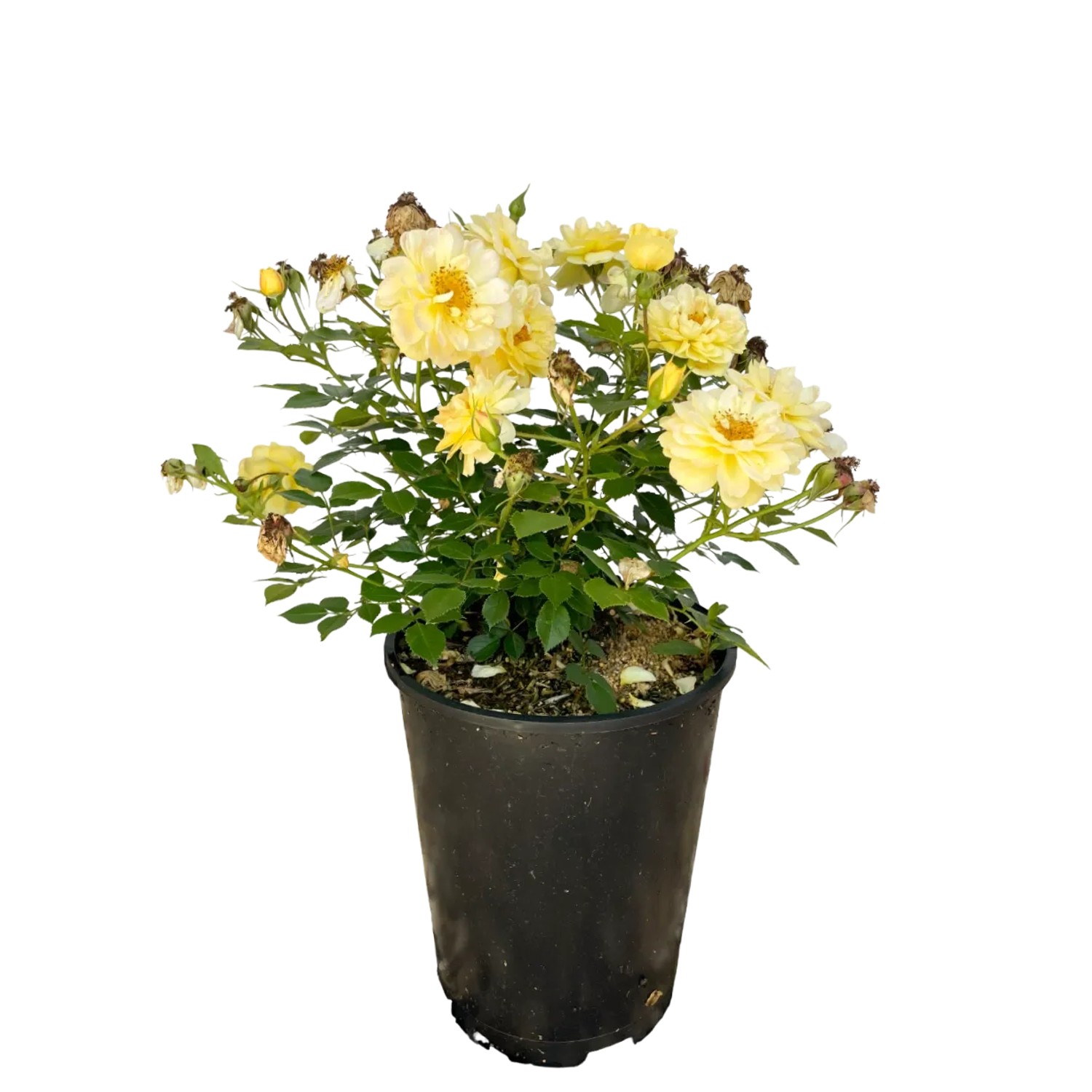 Gelbe Baumfink Bodendeckerrose 'Bienenweide' im Topf, bienenfreundlich.