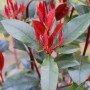 Glanzmispel Camilvy (Photinia fraseri) mit roten und grünen Blättern.
