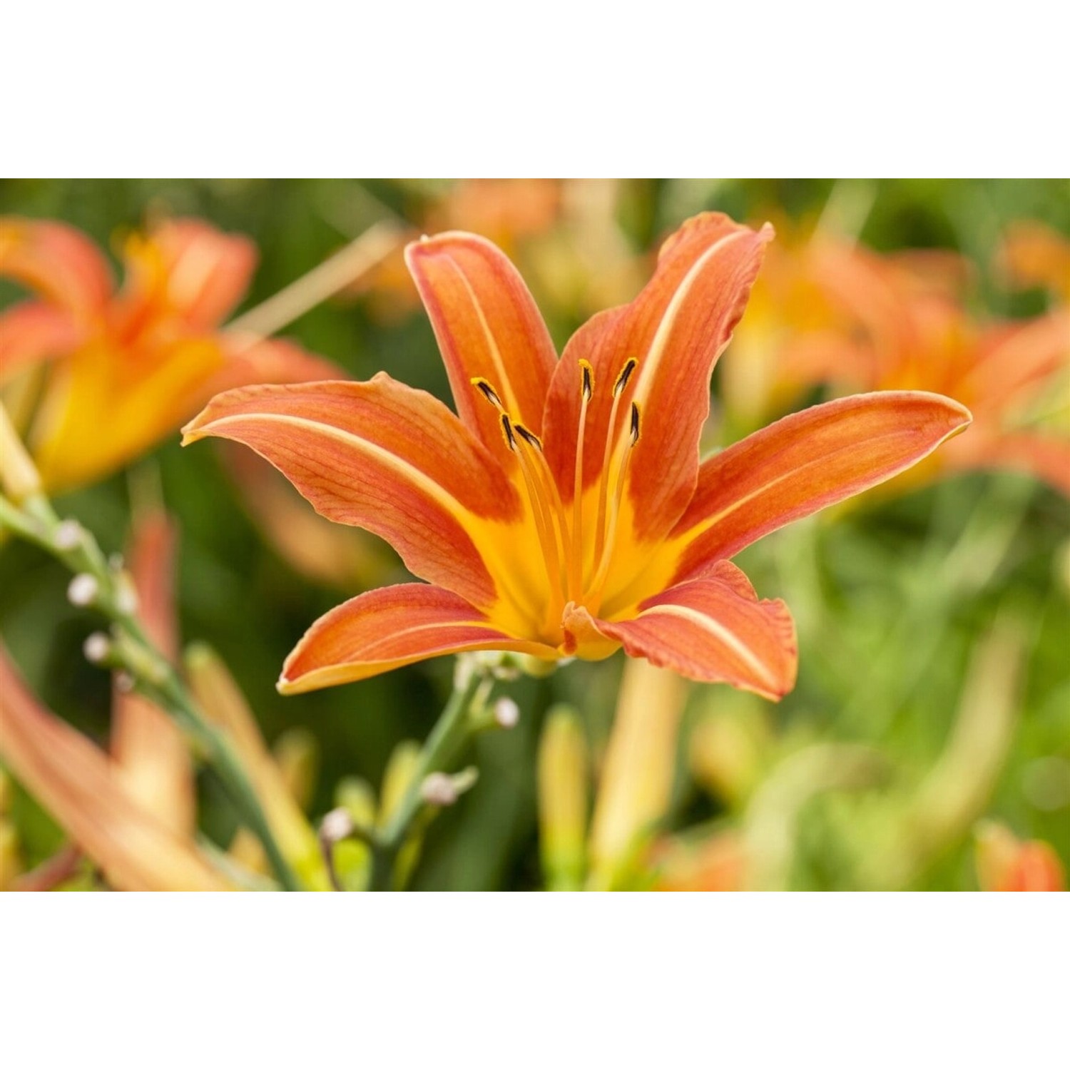 Hemerocallis X Cult Sammy Russel Taglilie Ca. 11x11 cm Topf günstig online kaufen