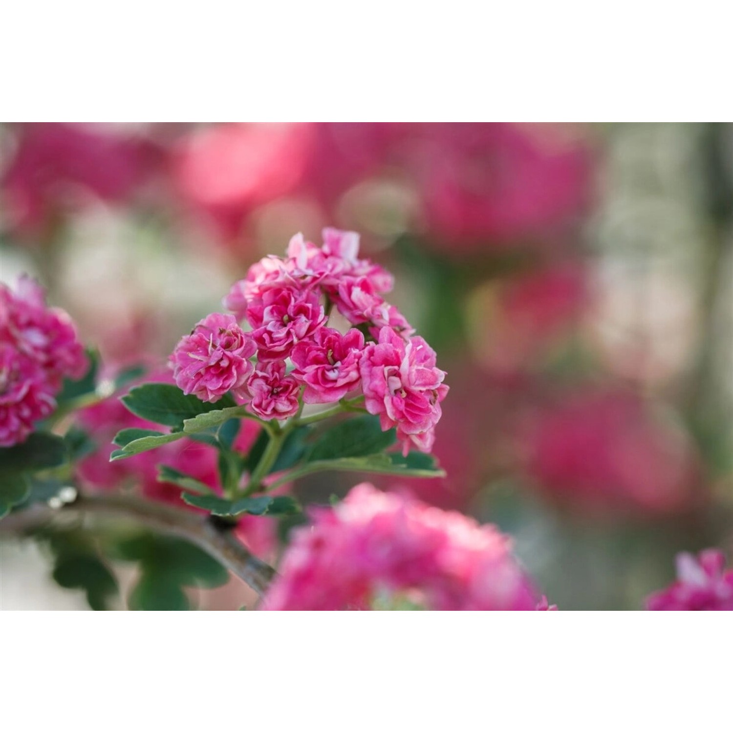 Crataegus Laevigata Pauls Scarlet Rotdorn Dunkelrosa 125–150 cm günstig online kaufen