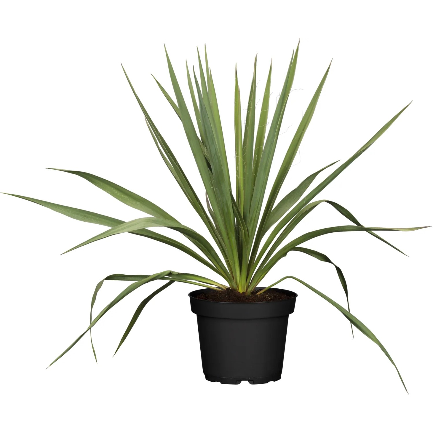 Palmlilie Outdoor Wei Topf- ca. 17 cm Yucca filamentosa kaufen bei OBI
