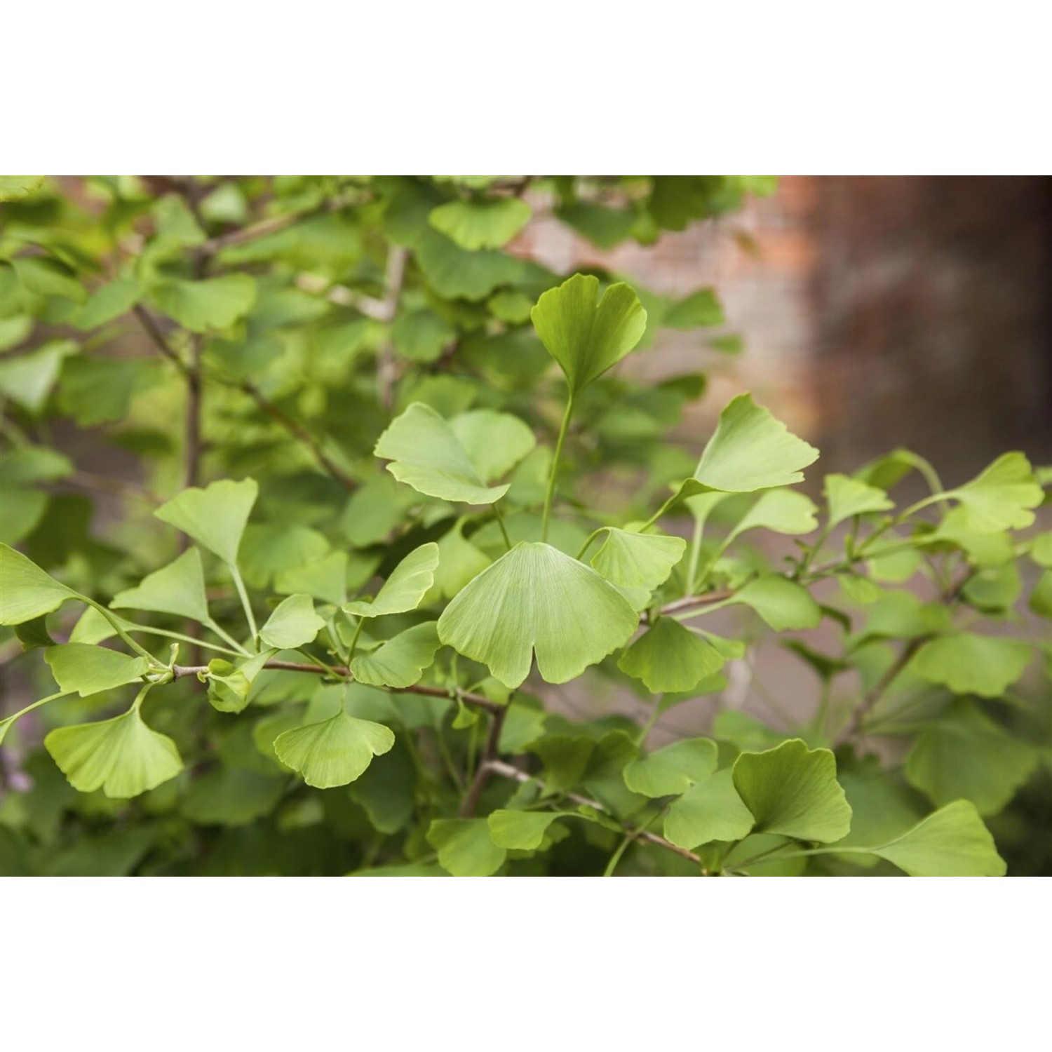 Ginkgo Biloba Tit Fächerblattbaum 150–175 cm günstig online kaufen