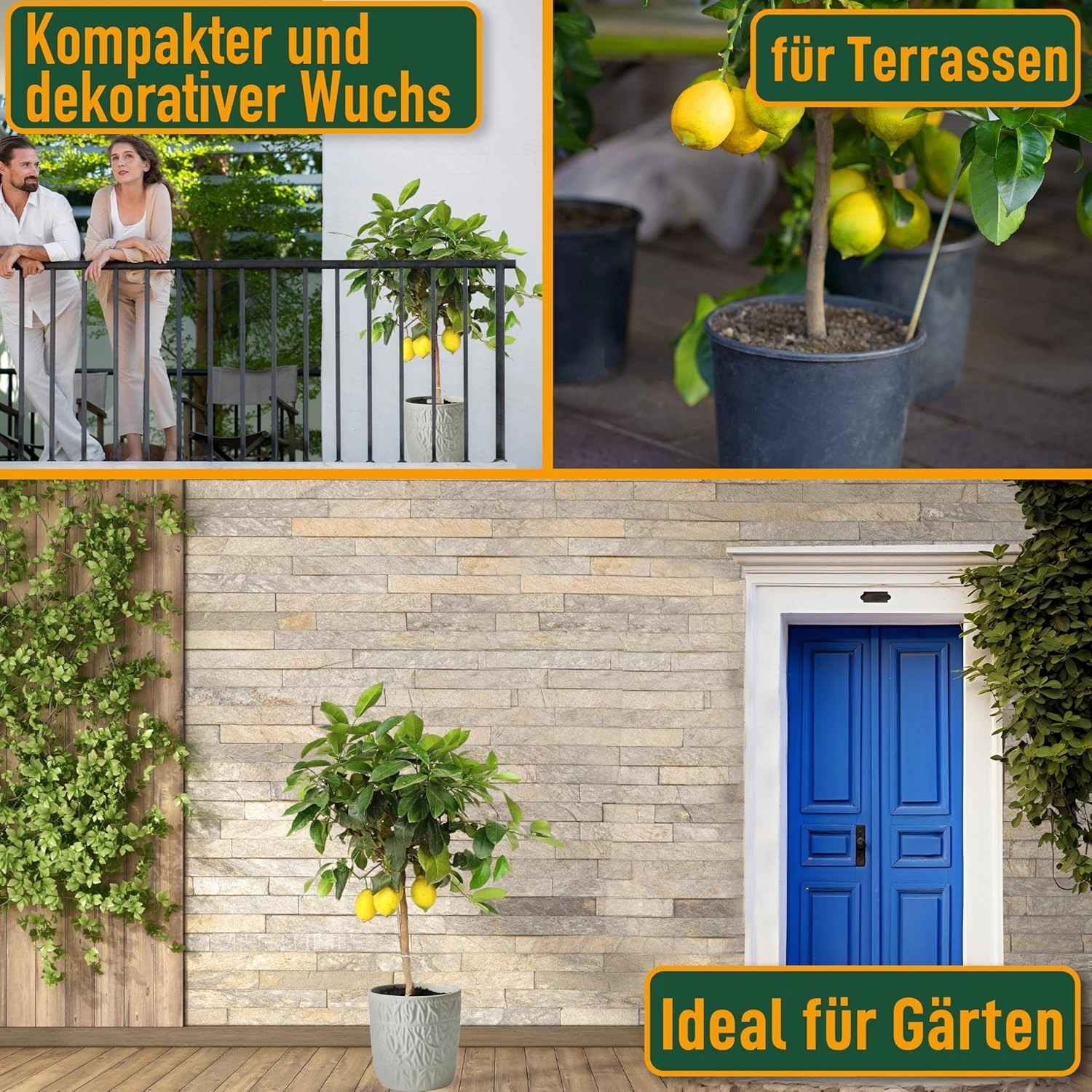 Fruchttragender Zitronenbaum (Citrus limon) im Topf, ca. 90cm hoch.