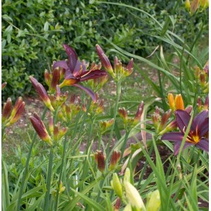 Taglilie Black Arrowhead - Hemerocallis