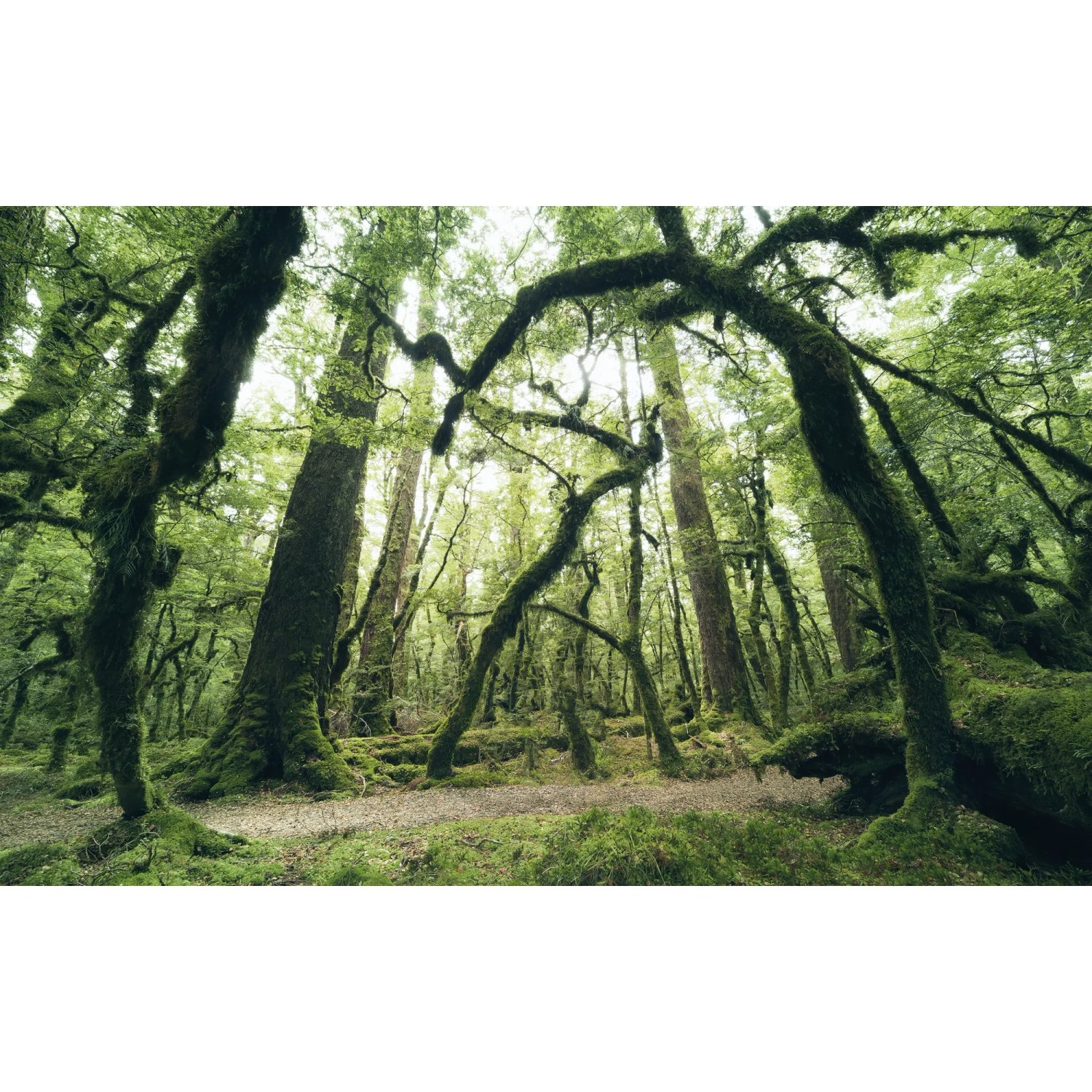 Vlies Fototapete Ancient Green