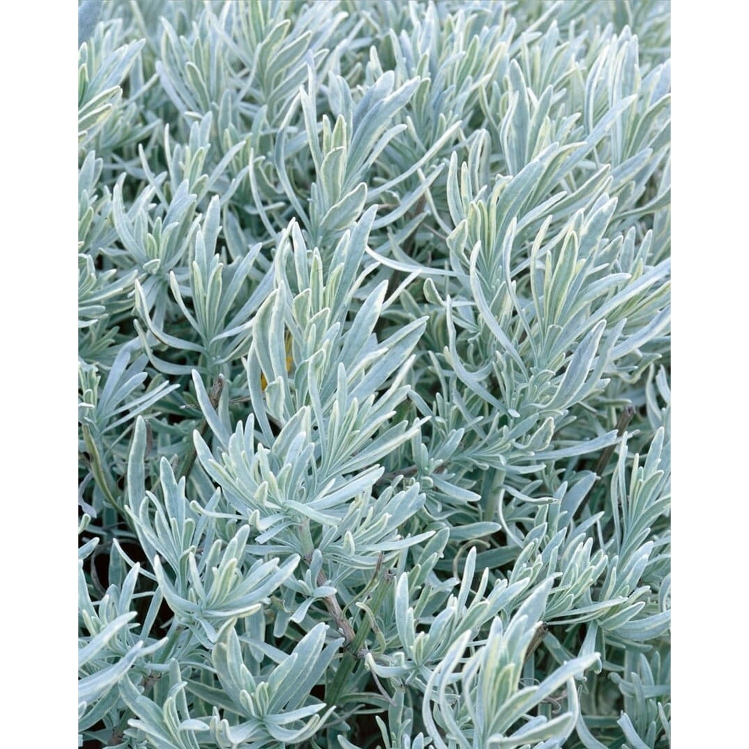 Lavandula Angustifolia Lavendel 'Silver Mist' Ca. 9x9 cm Topf günstig online kaufen