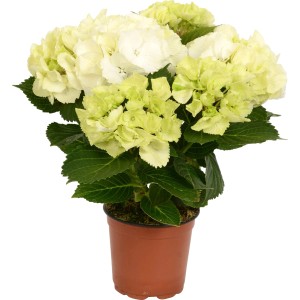 Zimmerhortensie im Topf, ca. 30 cm hoch, mit weißen und hellgrünen Blüten.