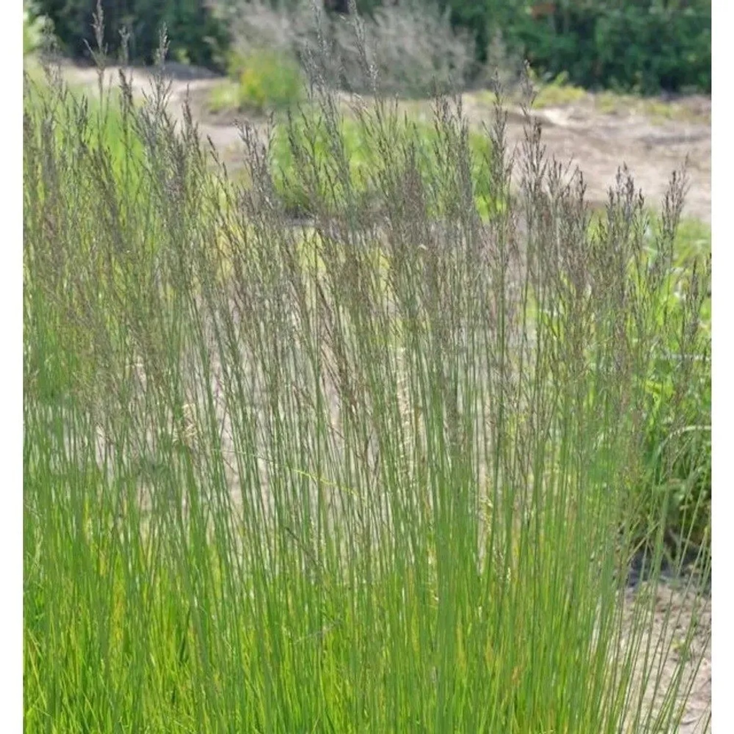 Riesen Pfeifengras Skyracer - großer Topf - Molinia arundinacea