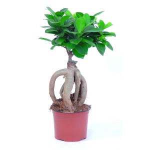 GROW by OBI Ficus Ginseng im Topf, ca. 12 cm Ø. Zimmerbonsai mit markanten Luftwurzeln und grünen Blättern.