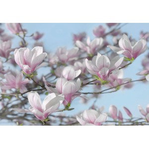 Fototapete mit rosa-blauen Magnolienblüten vor hellblauem Himmel.