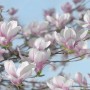 Fototapete mit rosa-blauen Magnolienblüten vor hellblauem Himmel.