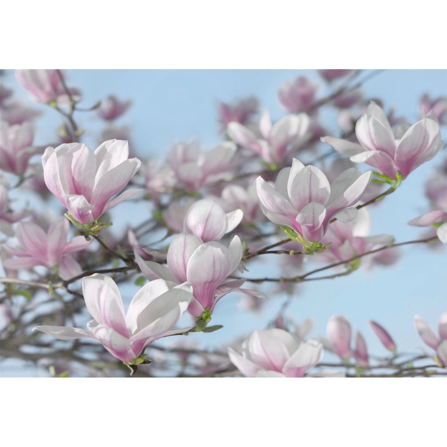 Komar Fototapete Magnolie Rosa und Blau 368 x 254 cm 611003 günstig online kaufen