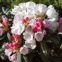 Rhododendron Yakushimanum Edelweiß mit weißen und rosa Blüten im Garten.