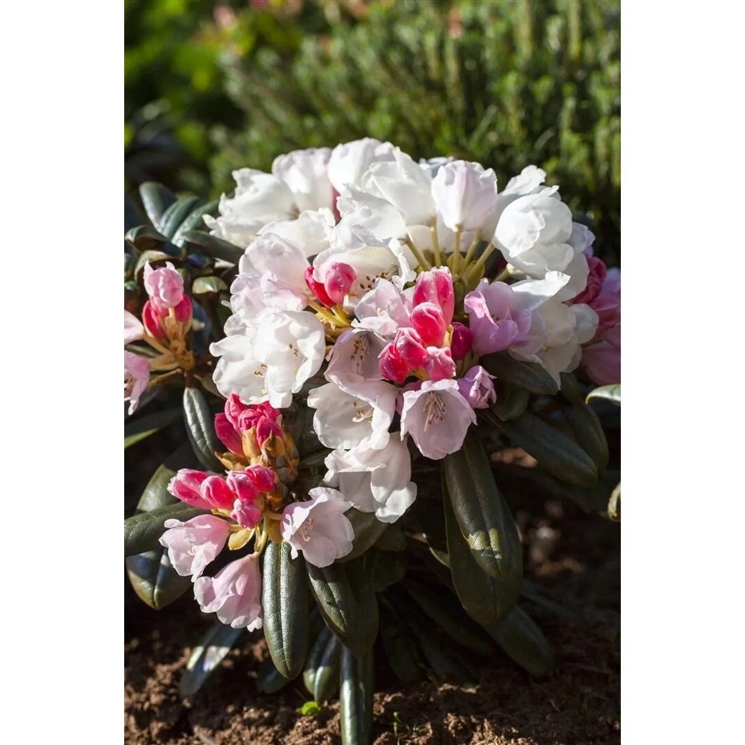 Rhododendron Yakushimanum Edelweiß mit weißen und rosa Blüten im Garten.
