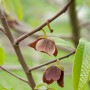 Nahaufnahme der braunen Blüten der Indianerbanane (Asimina triloba) am Strauch.