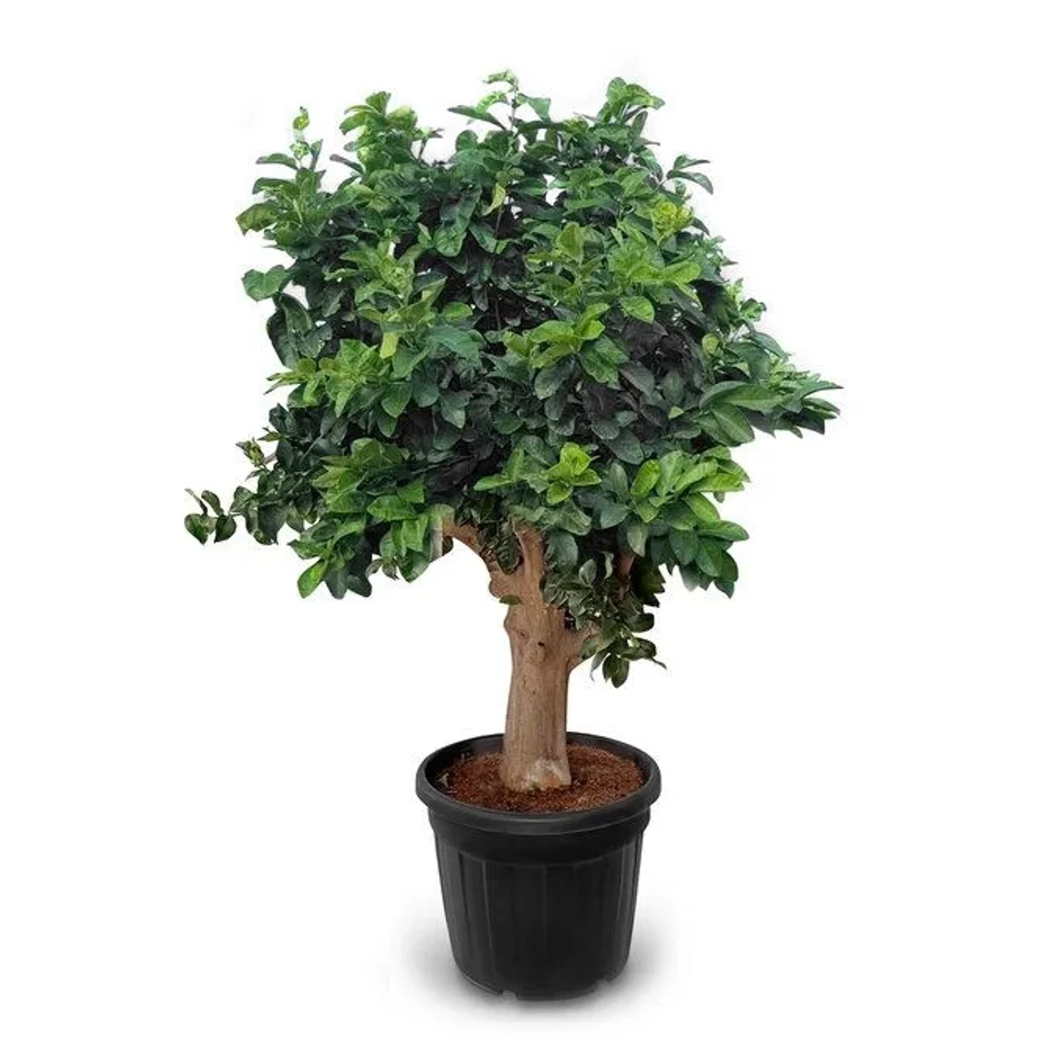 Sunny-Tree Zitronenbaum Xxxl Großer 220 Cm Citrus Limon Obstbaum Fruchtbildend 30 Jähriger Zitronenbaum