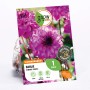 GROW by OBI Dahlie Seniors Purple, lila Blüte, ca. 50cm hoch. Blumenzwiebel für Beet und Topf.