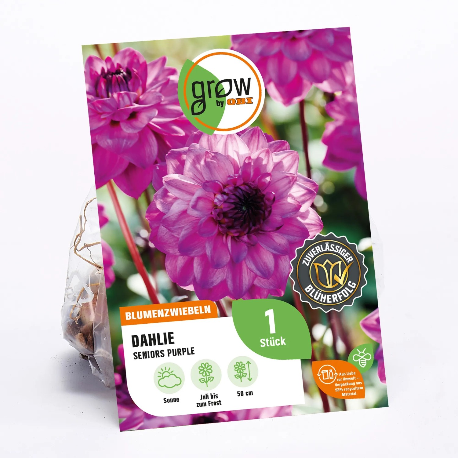 GROW by OBI Dahlie Seniors Purple, lila Blüte, ca. 50cm hoch. Blumenzwiebel für Beet und Topf.