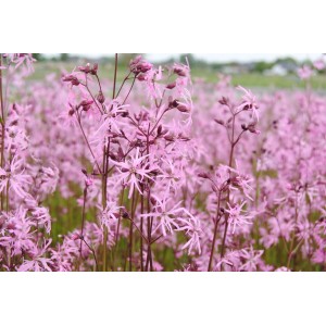 Nahaufnahme der rosa blühenden Kuckuckslichtnelke (Lychnis flos-cuculi) im 9x9 cm Topf.