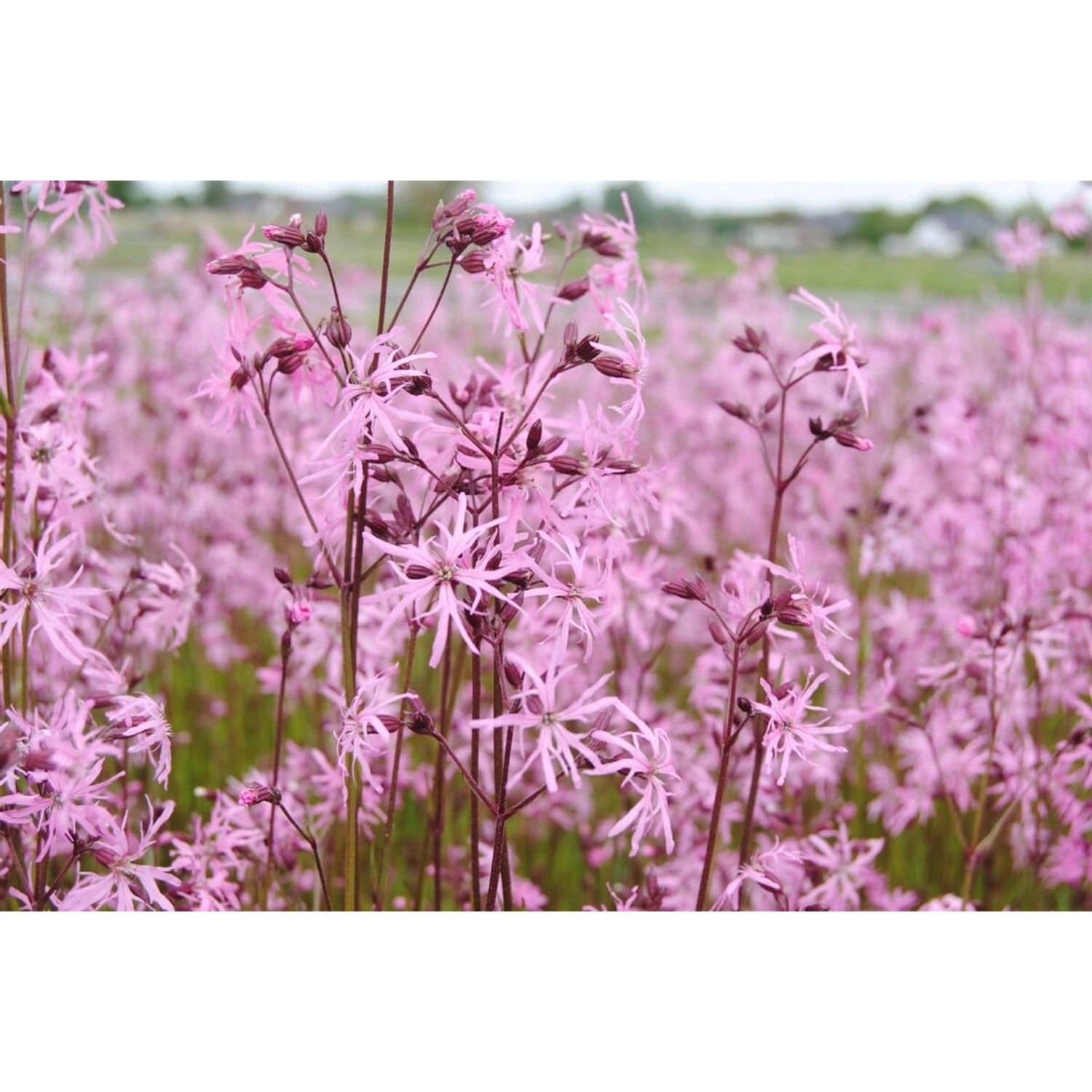Lychnis Flos-Cuculi Kuckuckslichtnelke Ca. 9x9 cm Topf günstig online kaufen