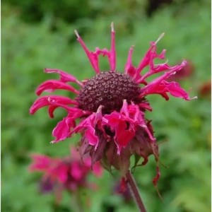 Nahaufnahme der Indianernessel 'Feuerschopf', einer blühenden Staude mit pinkfarbenen Blüten.