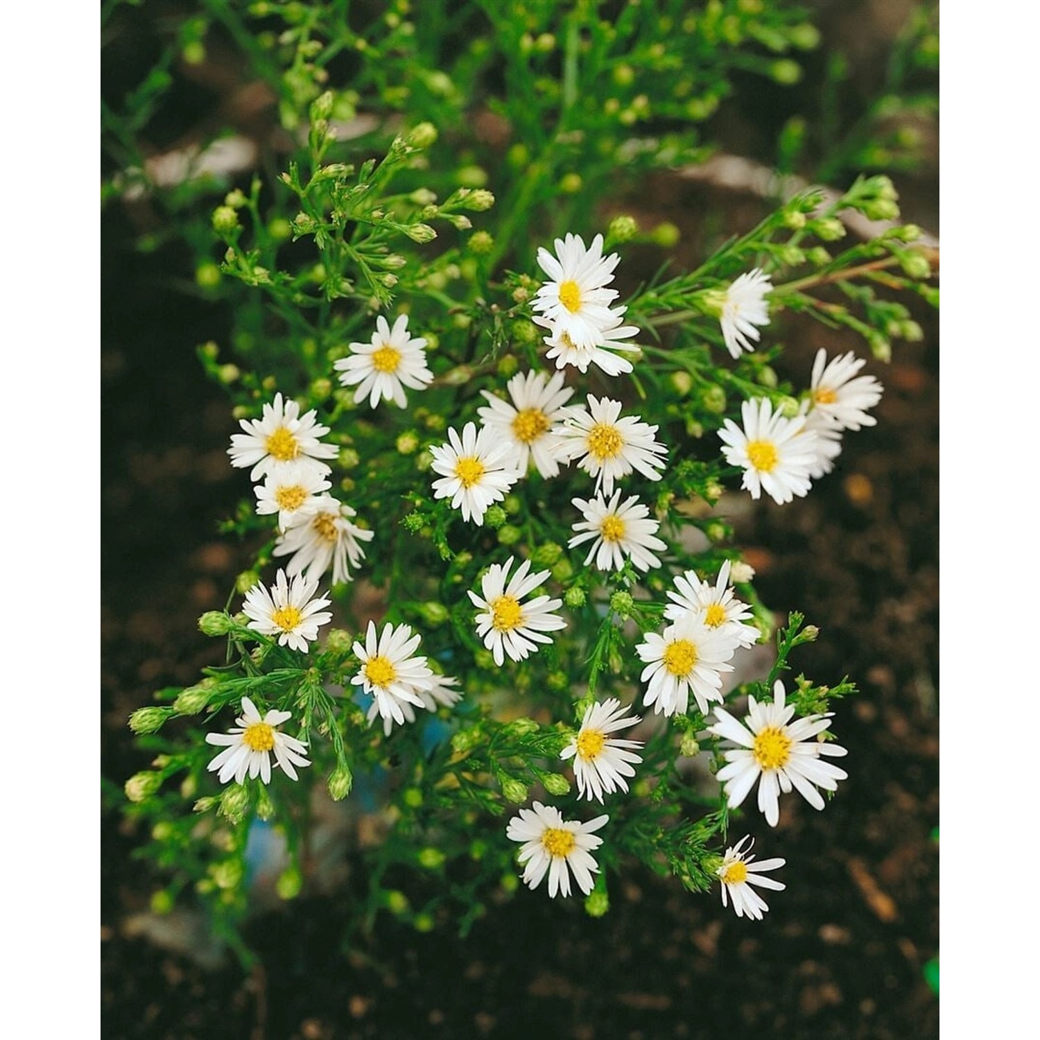 Aster Ericoides Weißer Zwerg Myrtenaster Ca. 9x9 cm Topf günstig online kaufen