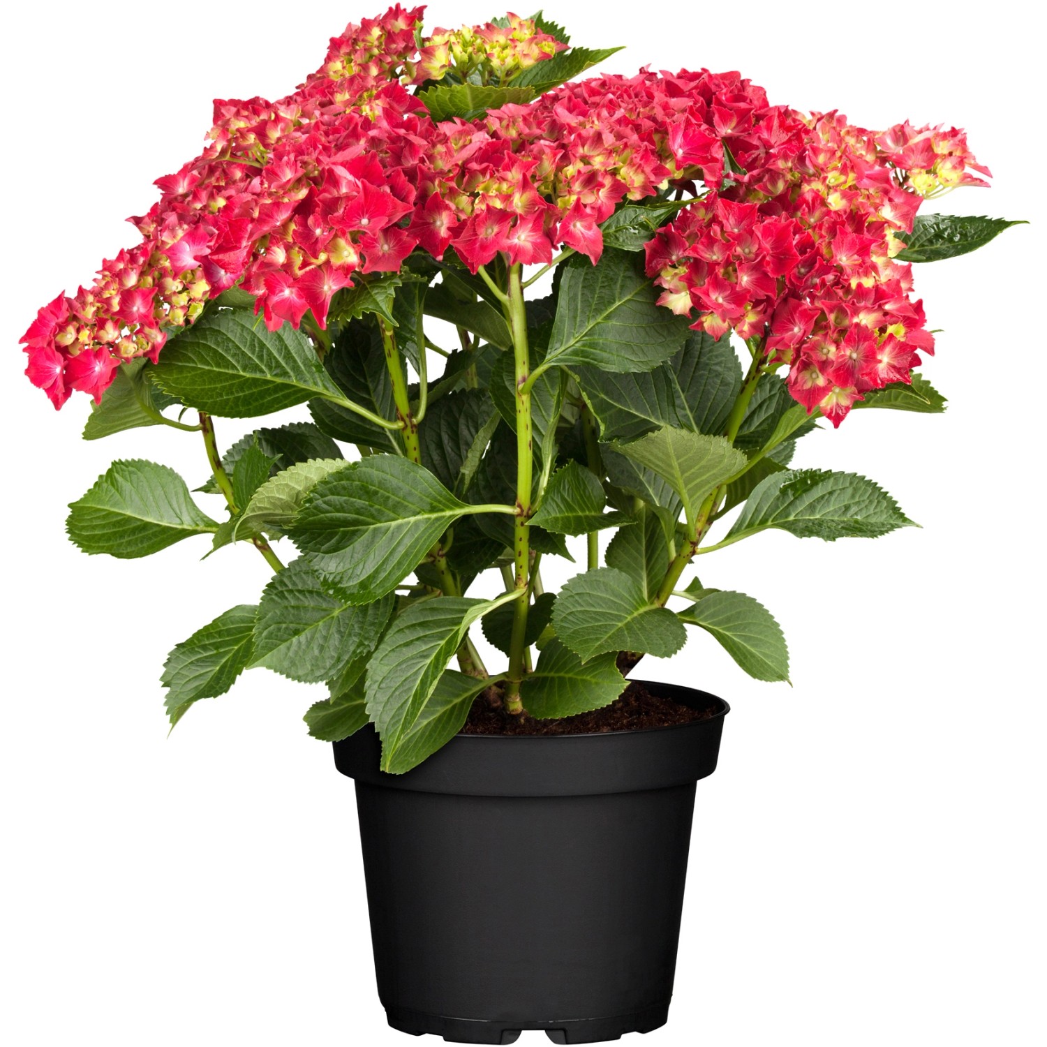 Bauernhortensie Rot Höhe ca. 40 - 50 cm Topf ca. 5 l Hydrangea