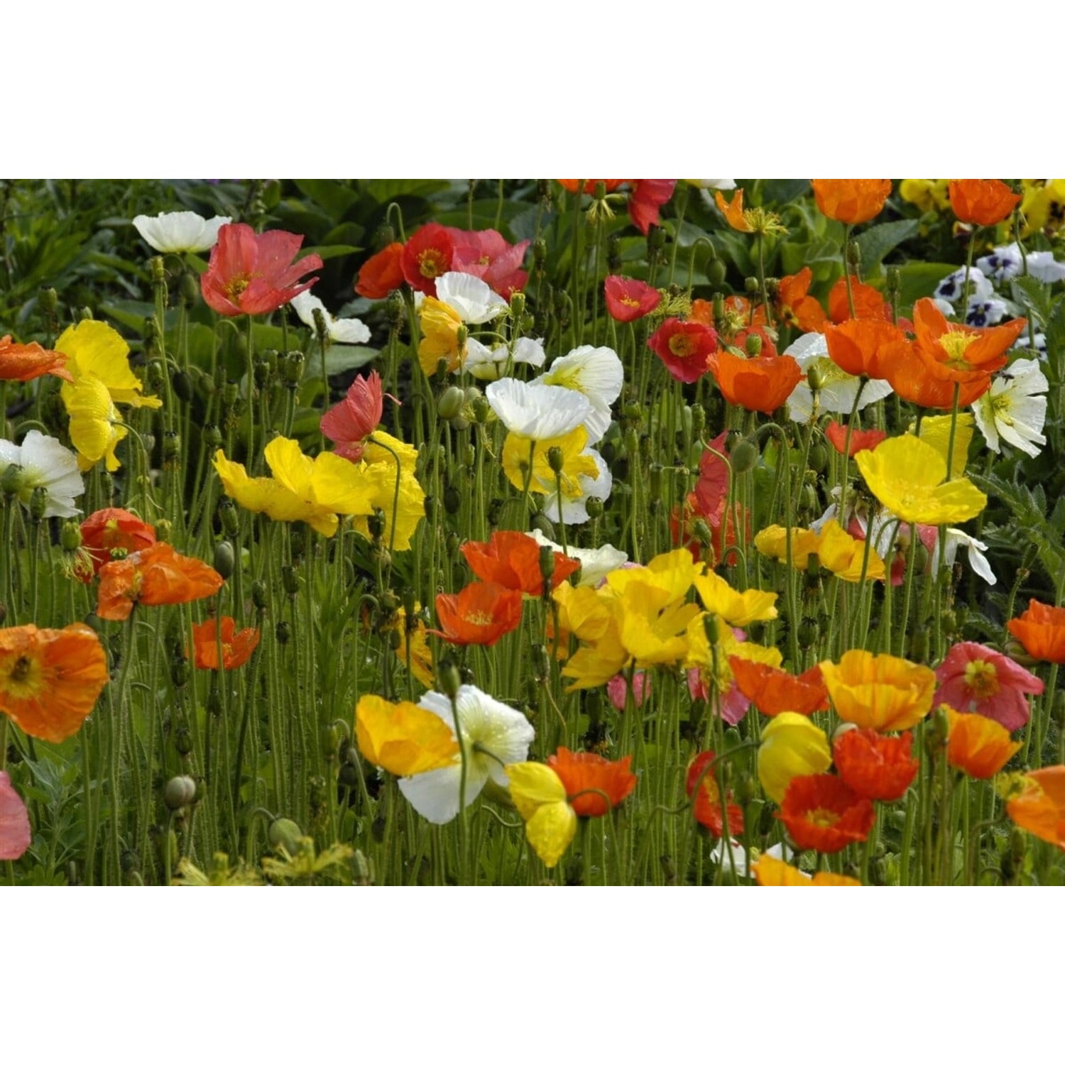 Papaver Nudicaule Islandmohn Ca. 9x9 cm Topf günstig online kaufen