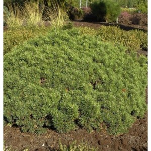 Zwerg Kiefer Mini Mops 20-25cm - Pinus mugo