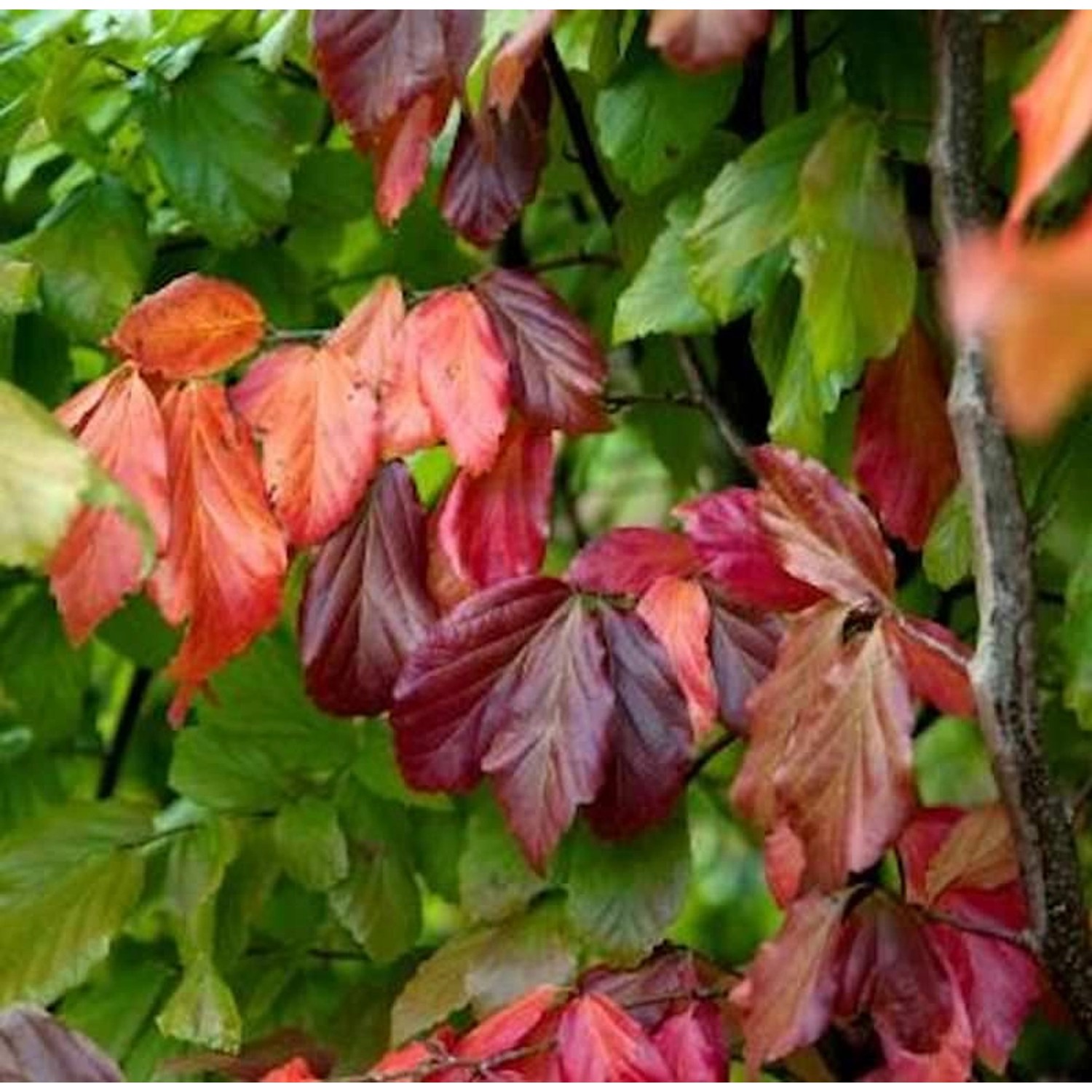 Eisenholzbaum Bella 40-60cm - Parrotia persica günstig online kaufen