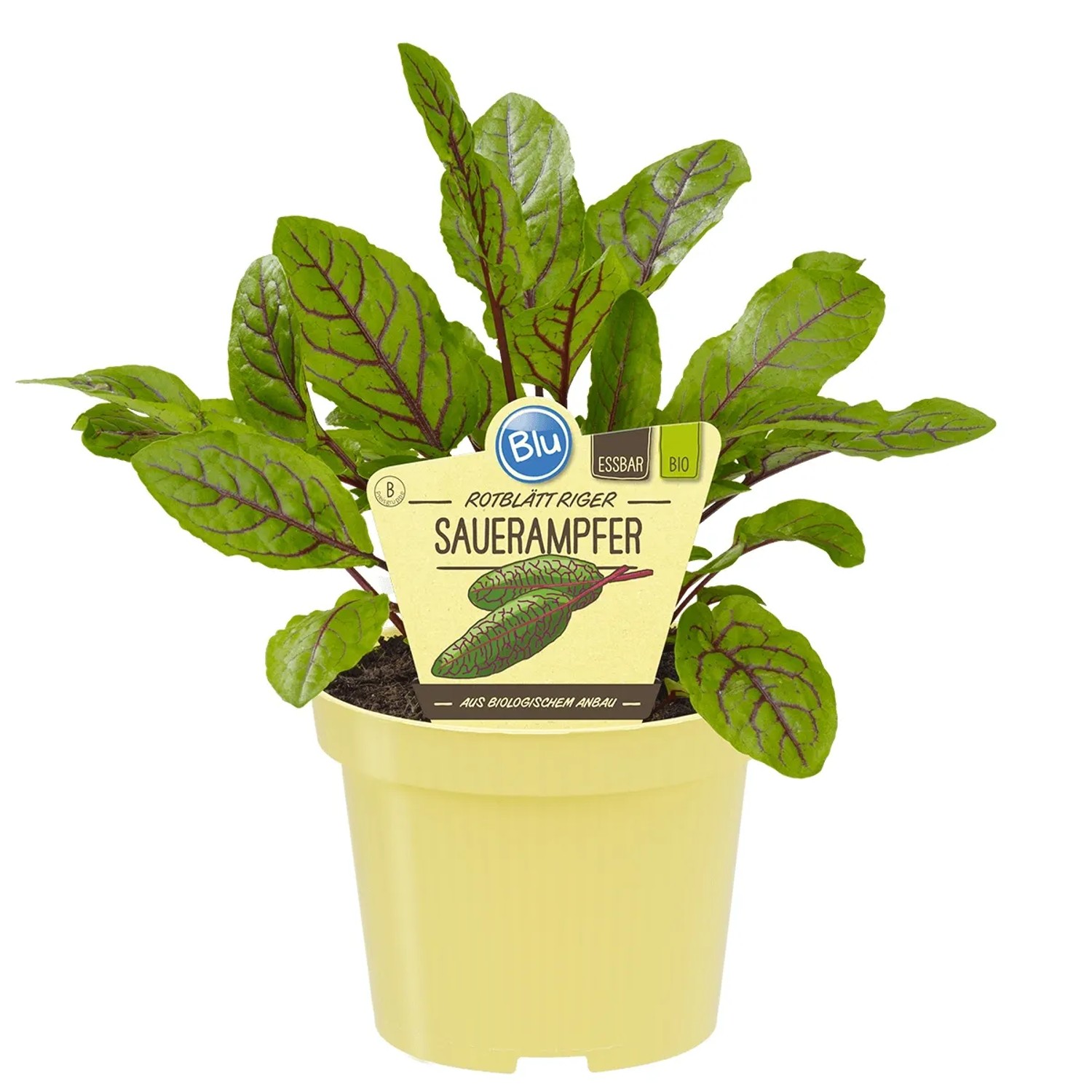 Bio-Blut-Ampfer Topf-Ø ca. 11 cm Rumex