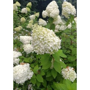 Baumfink Rispenhortensie mit weißen Blütenständen im Garten.