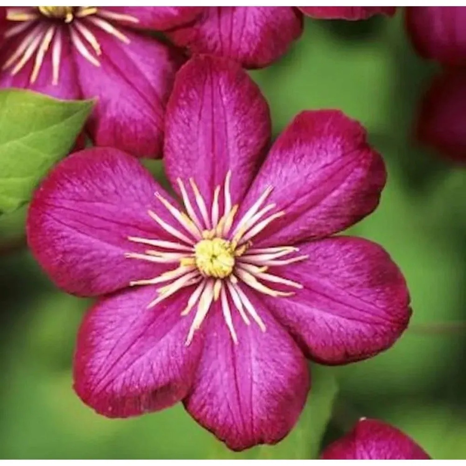 Waldrebe Vile de Lyon 125-150cm - Clematis