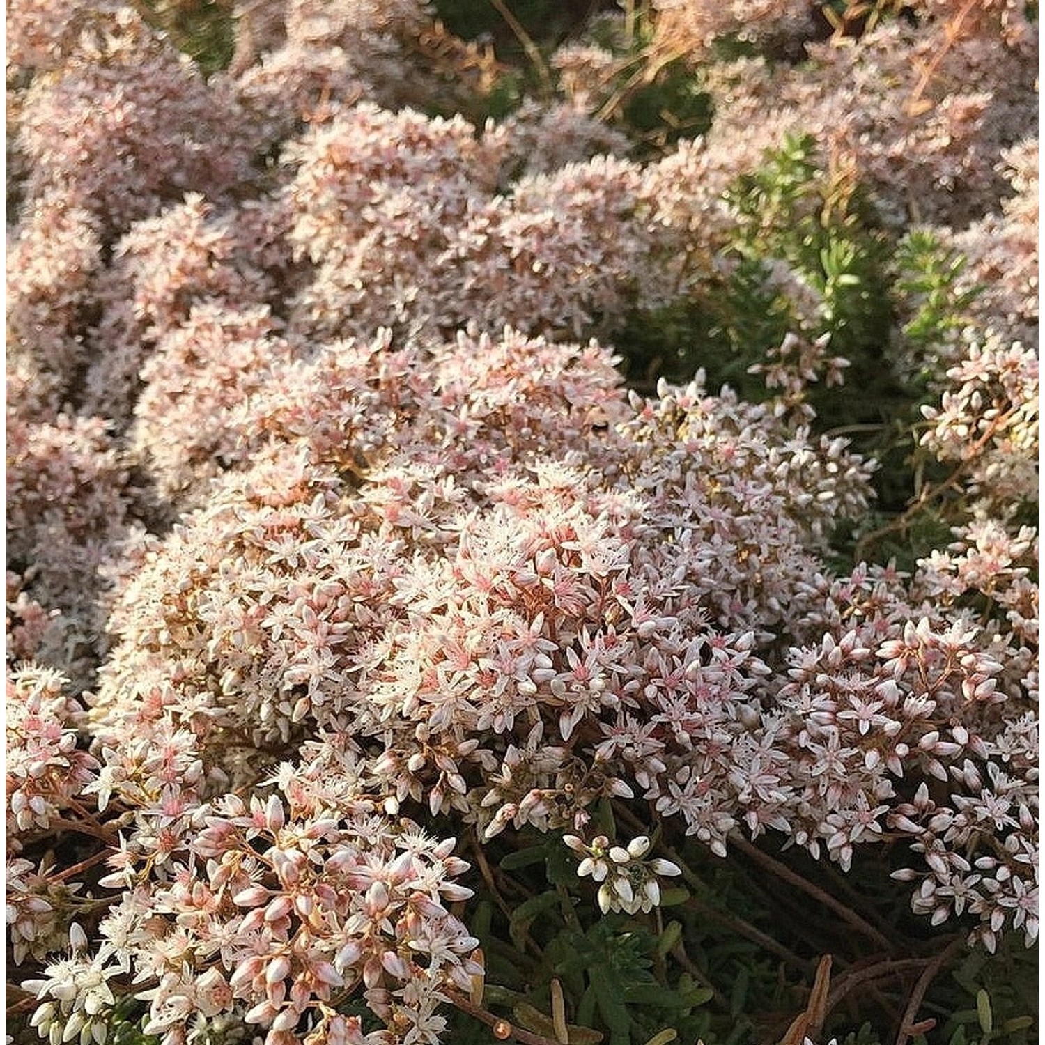 Niedriger Weißer Mauerpfeffer Coral Carpet - Sedum album günstig online kaufen