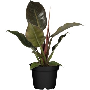 Baumfreund 'Red Emerald' im Topf, eine attraktive Grünpflanze mit dunklen Blättern.