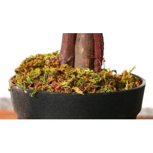 Lex Kunstpflanze Ficus Dekobaum Holzstamm Zimmerpflanze Kunstbaum 378 Blätter 115cm