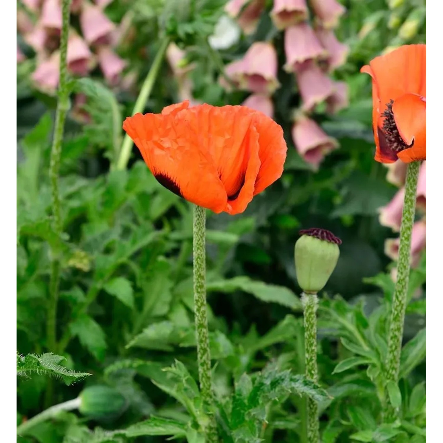 Türkischer Mohn Nana Allegro - Papaver orientale