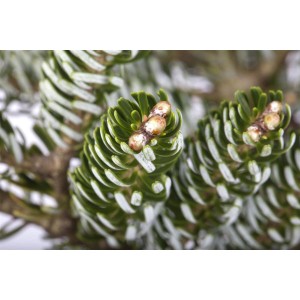 Nahaufnahme der silbernadeligen Koreatanne 'Silver Star' mit jungen Zapfen.