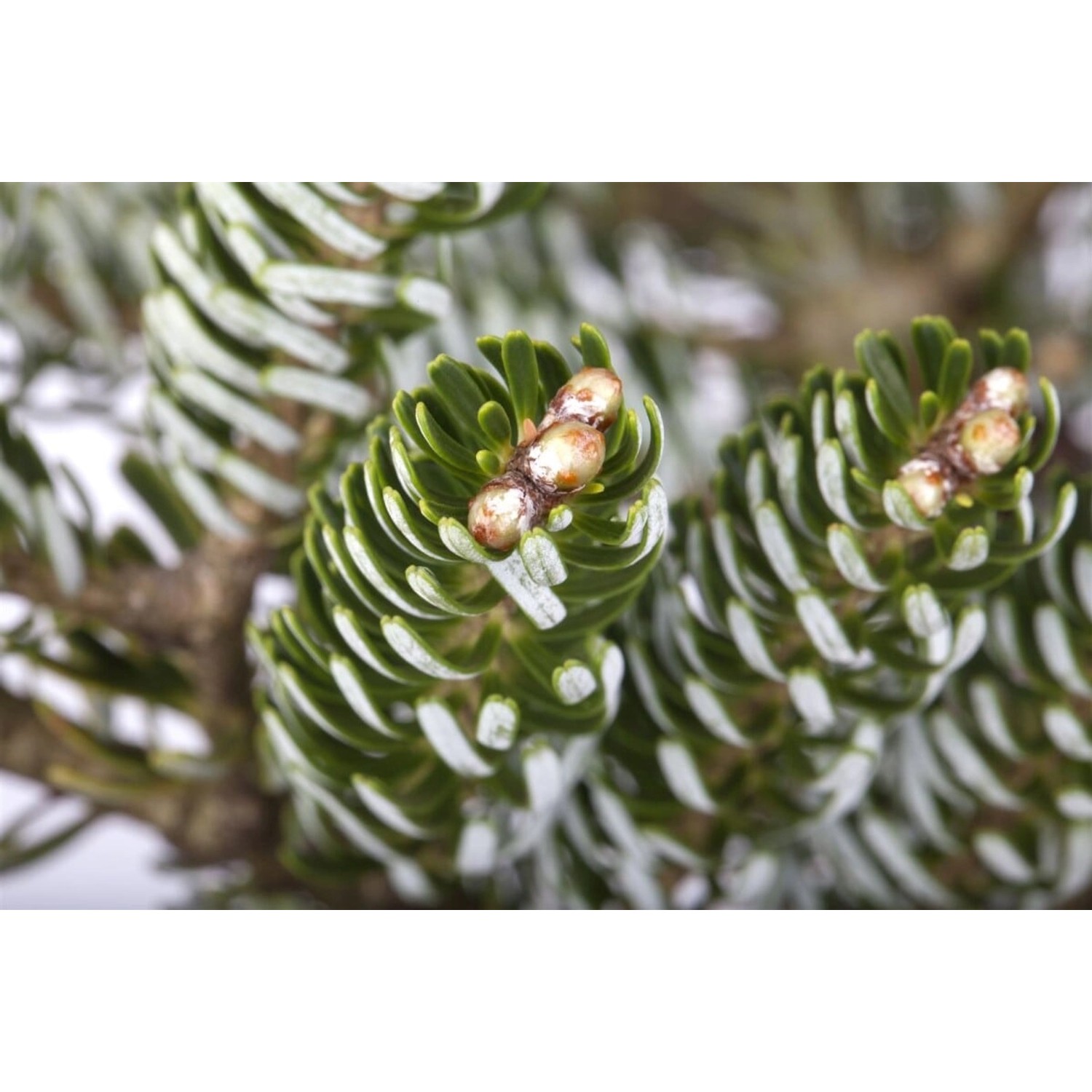 Abies Koreana Silver Star Koreatanne Silberne Nadeln 20–25 cm günstig online kaufen
