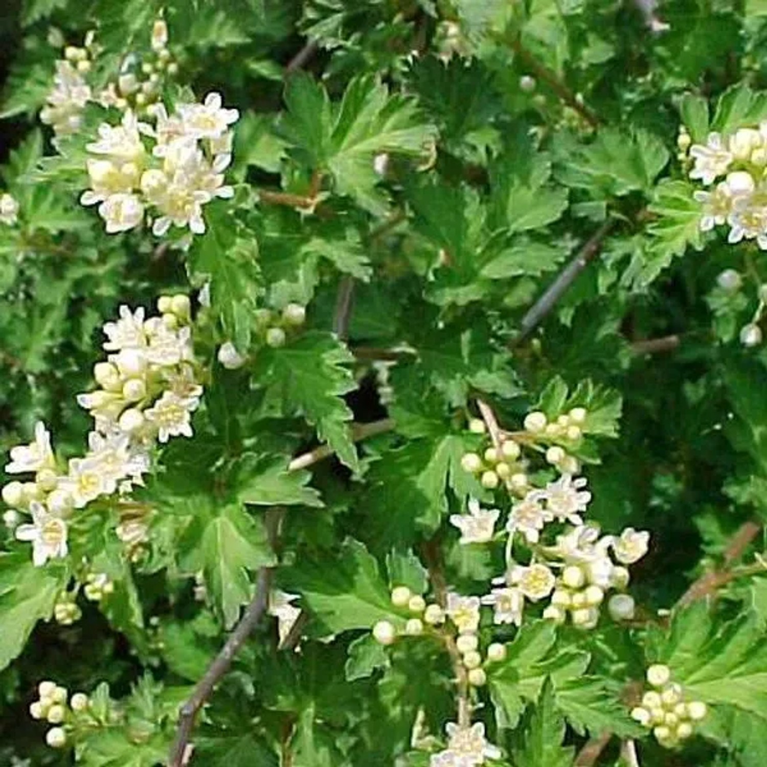 Kranzspiere 'Crispa' Stephanandra incisa 30 bis 40 cm im Container Dekorativ