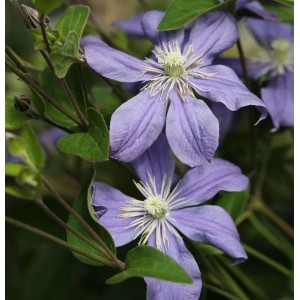 Nahaufnahme der lila Staudenclematis Arabella Kletterpflanze mit grünen Blättern.