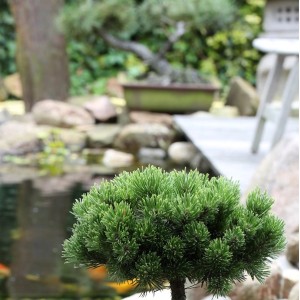 Hochstamm Zwerg Kiefer Picobello (Pinus mugo) im Garten mit Teich und Brücke.