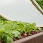 Windhager Gitterfolie schützt Radieschen im Hochbeet vor Unkraut und Schädlingen.