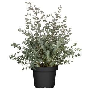 Eukalyptus Azura Busch im Topf, ca. 40-60 cm hoch, silberblaues Laub.