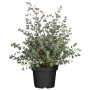 Eukalyptus Azura Busch im Topf, ca. 40-60 cm hoch, silberblaues Laub.