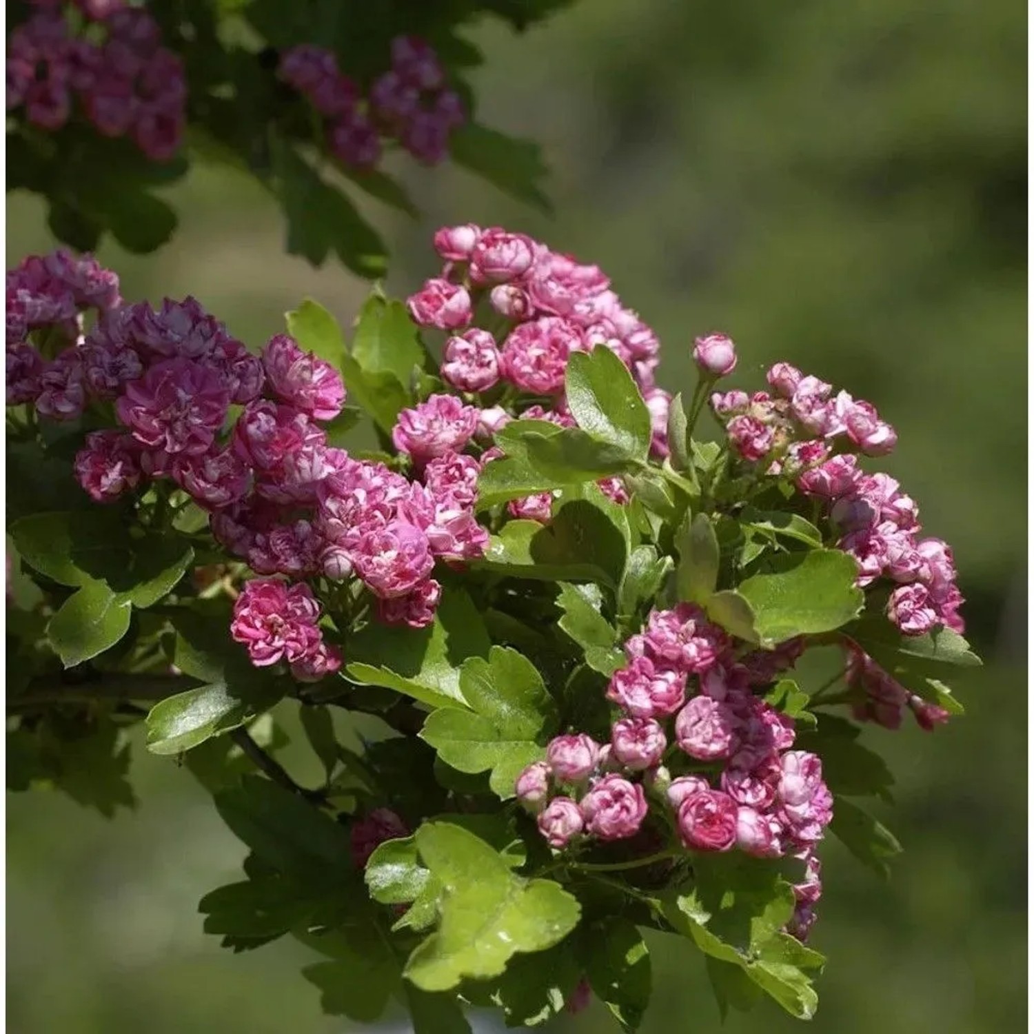 Echter Rotdorn Paul Scarlet 60-80cm - Crataegus,aevigata