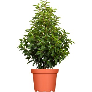 Portugiesischer Kirschlorbeer Angustifolia im Topf, ca. 20-40 cm hoch, ideal als immergrüne Heckenpflanze.