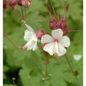 Nahaufnahme des Balkanstorchschnabel Album (Geranium macrorrhizum) mit weißen Blüten.