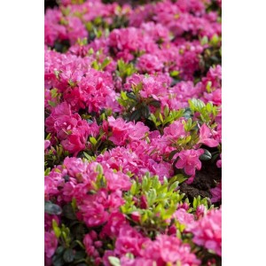 Leuchtend rosa Rhododendron Obtusum Canzonetta, buschiger Strauch für Garten und Kübel.