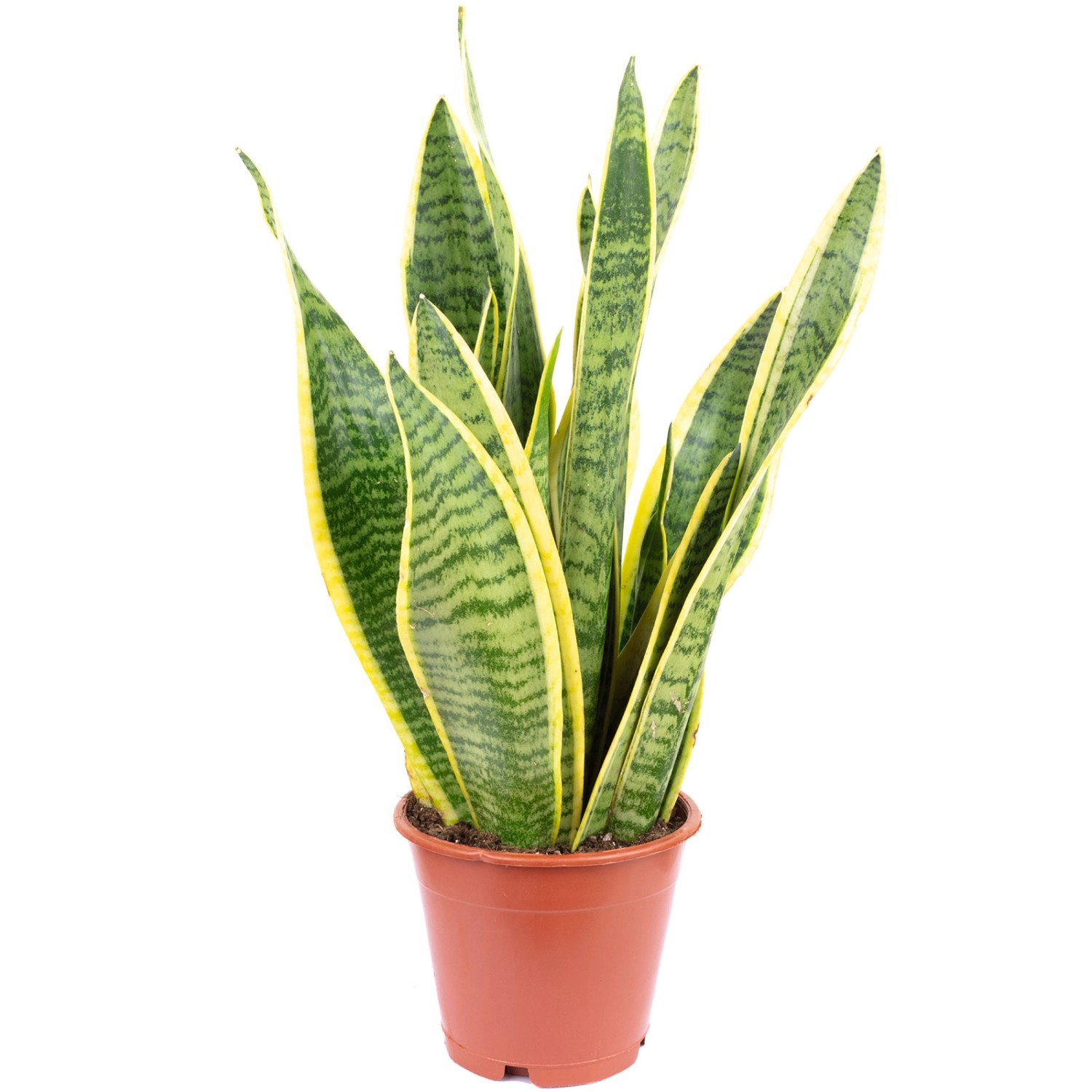 Value Greens Sansevieria Trifasciata 'Laurentii'  Robuster Bogenhanf  Luftr günstig online kaufen